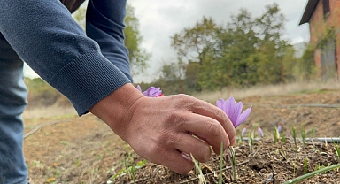 'Mucize bitki' safran çiçek açtı