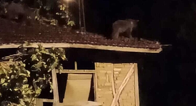 Safranbolu’da yavru ayı evin çatısına çıktı!