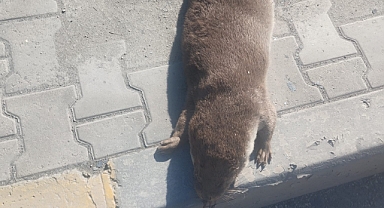 SU SAMURU ARACIN ÇARPMASI SONUCU ÖLDÜ