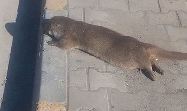 SU SAMURU ARACIN ÇARPMASI SONUCU ÖLDÜ 