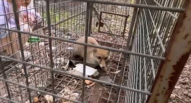 TİLKİ SEVGİSİ YÜREKLERİ ISITTI