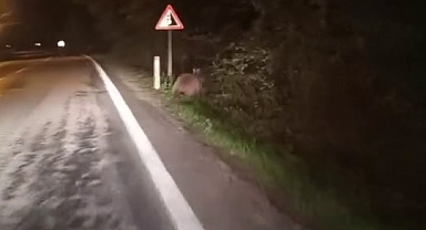 Yenice'de Yola İnen Ayılar Kamerada