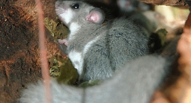 Yılın 7 ayı uyuyor! Yenice'de görüntülendi