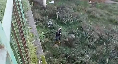 Çay Kenarındaki Kedi Yavrusu Kurtarıldı