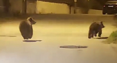 Safranbolu’da yavru ayılar aracın önünde böyle koştular