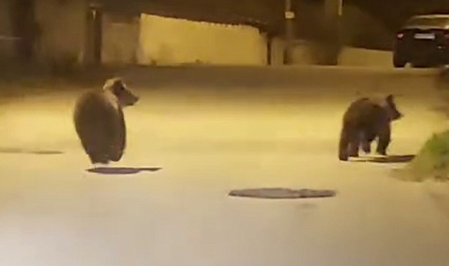 Safranbolu’da yavru ayılar aracın önünde böyle koştular