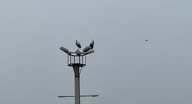 Göç zamanı geldi ama onlar gitmedi 