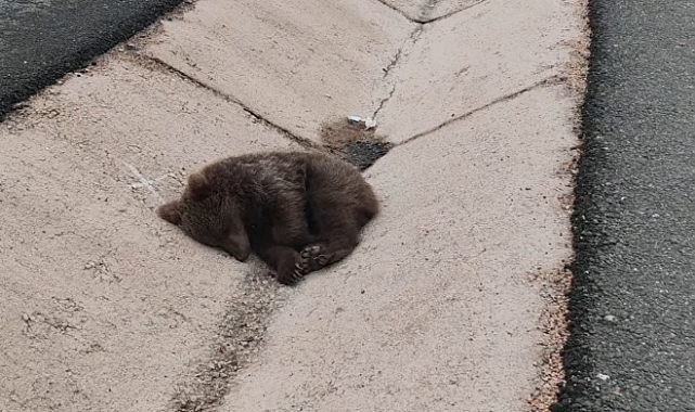 Yaralı yavru ayı DKMP'ya teslim edildi