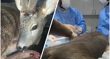 Aracın Çarptığı Karaca Tedavi Altına Alındı 