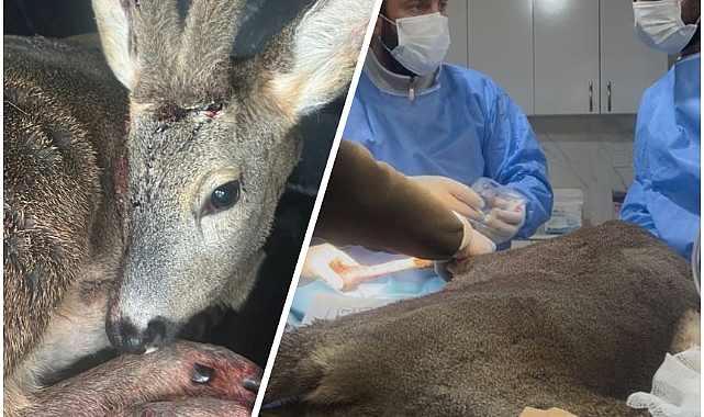 Aracın Çarptığı Karaca Tedavi Altına Alındı 