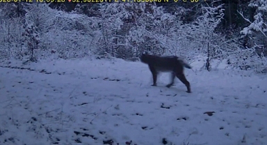 Yiyecek arayan vaşak ile kurtlar fotokapana yansıdı 