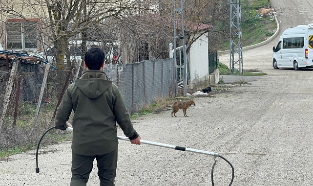 Çakal ekiplere zor anlar yaşattı