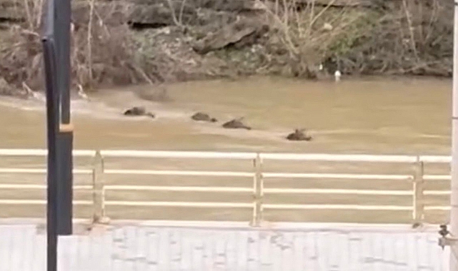 Filyos Çayı'nı yüzerek geçen yaban domuzları kamerada 