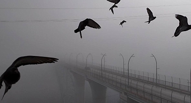 Güvercin drona çarptı. O anlar böyle kaydedildi 