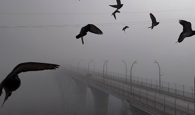 Güvercin drona çarptı. O anlar böyle kaydedildi 