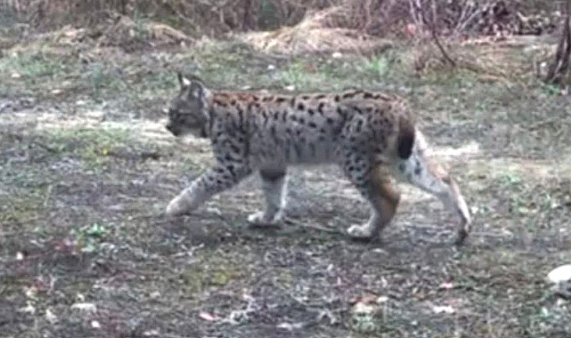 Ovacık’ta vaşak ailesi kamerada 