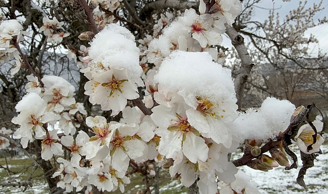 Safranbolu'da çiçek açan meyve ağaçları kar altında kaldı 