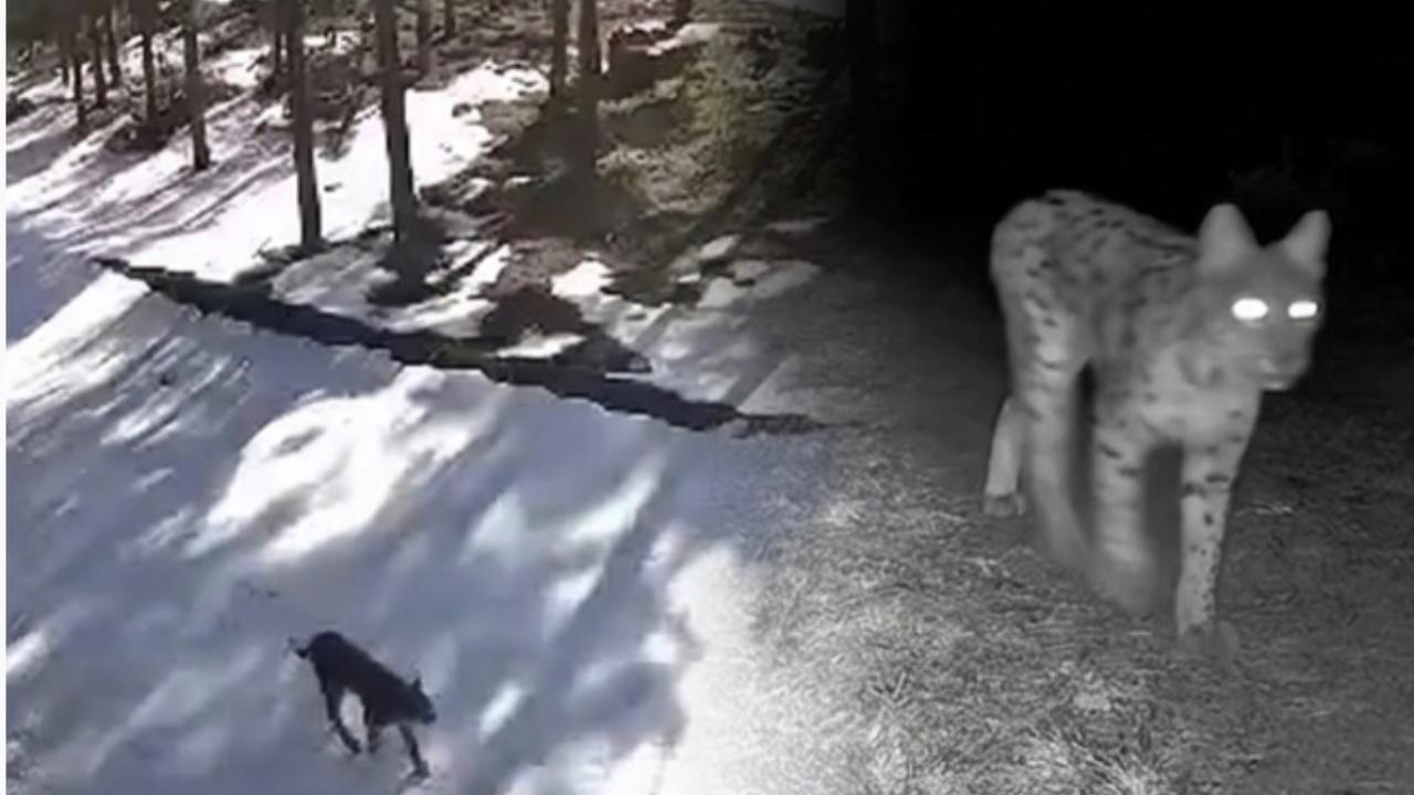 "Ormanın Hayaleti" vaşaklar fotokapana yansıdı