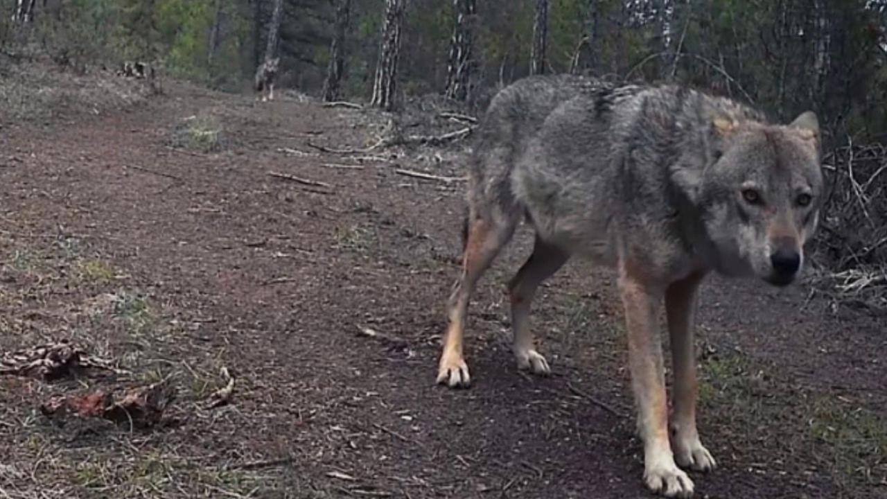 Safranbolu’da 2 kurt fotokapanla görüntülendi