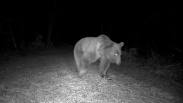Safranbolu’da boz ayı fotokapanla görüntülendi