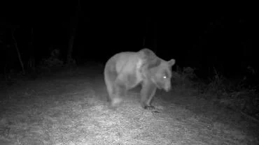Safranbolu’da boz ayı fotokapanla görüntülendi