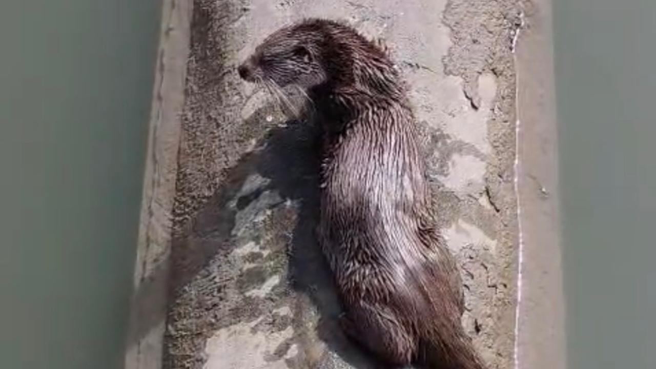 SU SAMURU BALIK YERKEN GÖRÜNTÜLENDİ