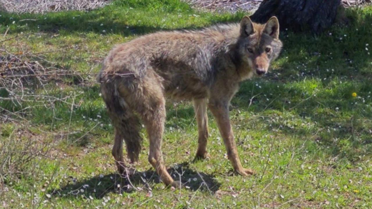 Balık avına gittiler, karşılarına kurt çıktı!