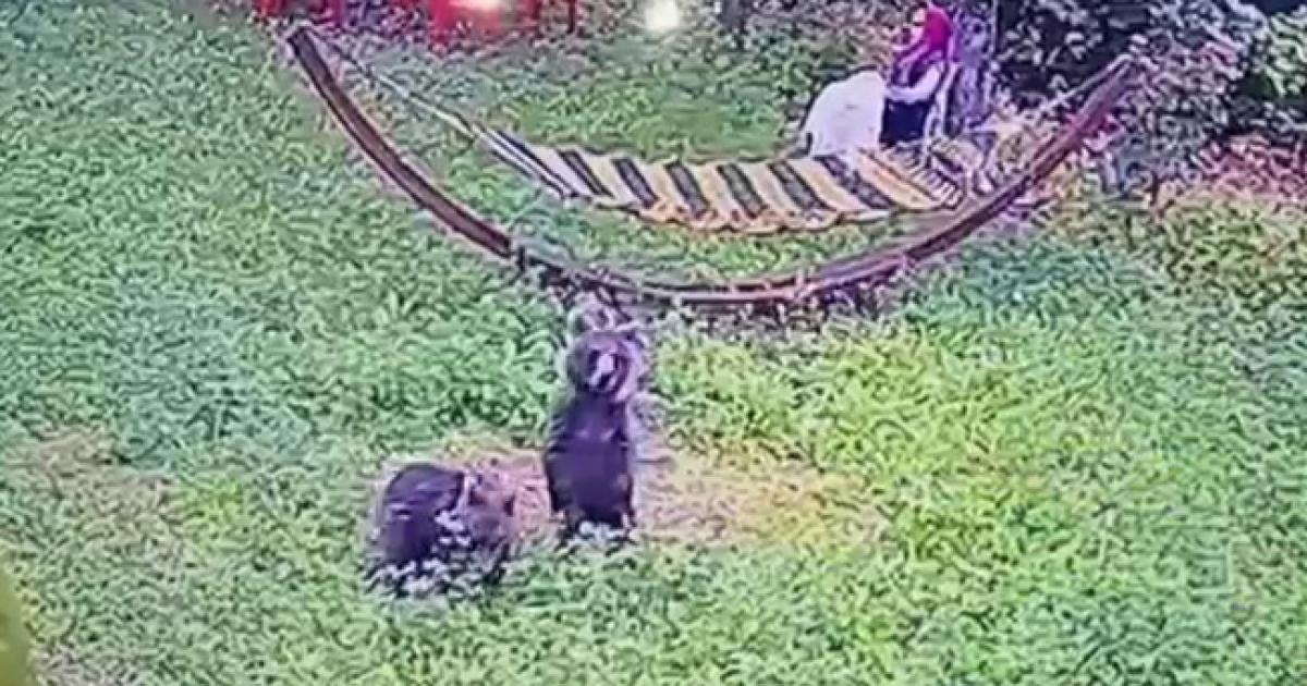 Bahçeye giren yavru ayılar kamerada