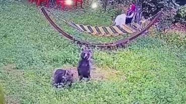 Bahçeye giren yavru ayılar kamerada