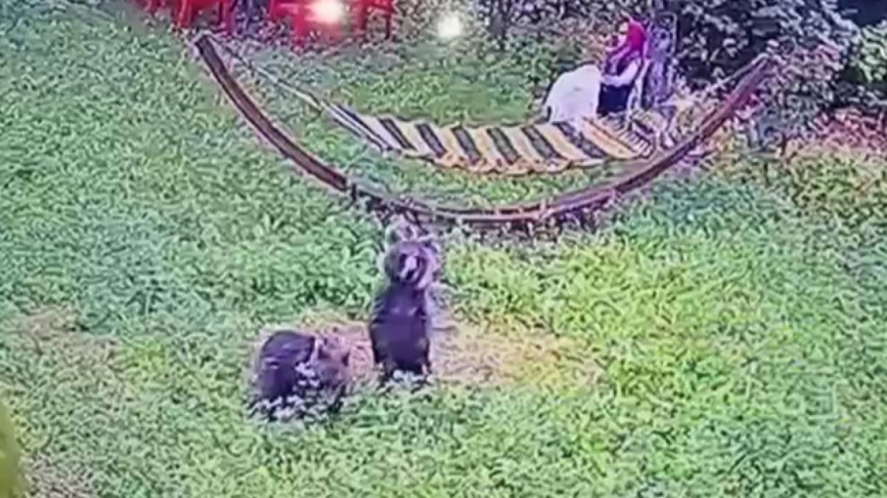 Bahçeye giren yavru ayılar kamerada