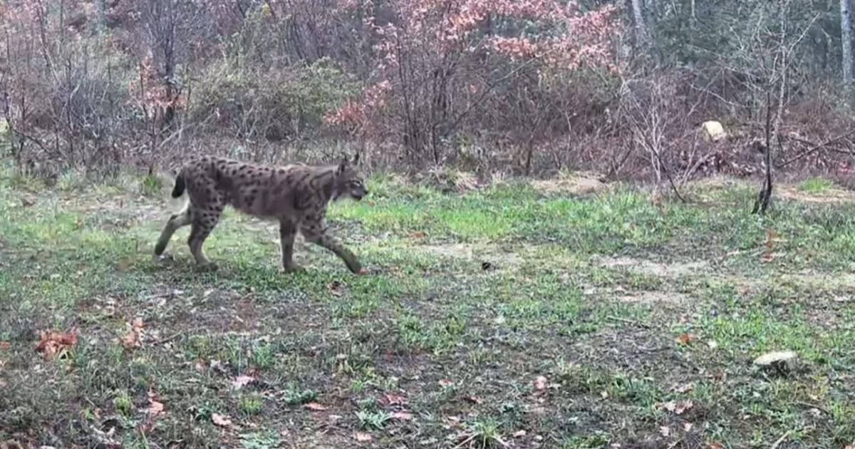 Ovacık’ta vaşak, domuzlar ve tavşan fotokapanla görüntülendi