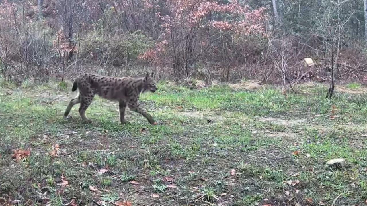Ovacık’ta vaşak, domuzlar ve tavşan fotokapanla görüntülendi