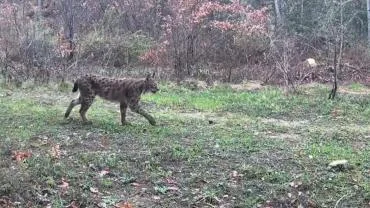Ovacık’ta vaşak, domuzlar ve tavşan fotokapanla görüntülendi