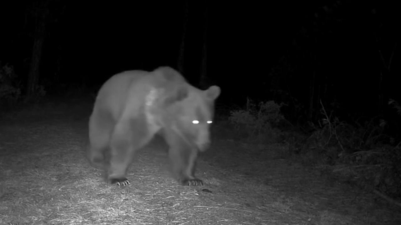 Safranbolu’da boz ayılar fotokapanla görüntülendi